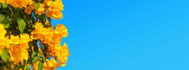 Yellow bells flowers green leaves blue sky background, tecoma trumpet bush, beautiful flower branch border, decorative frame design, natural floral decoration, greeting card template, text copy space