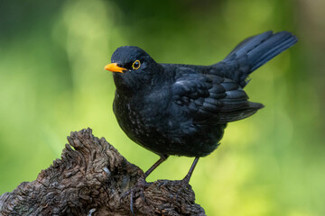Amsel (Turdus merula)