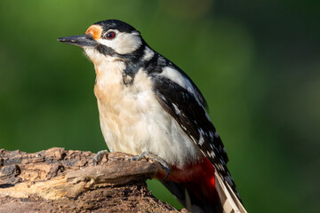 Fototapeta premium Buntspecht&nbsp;(Dendrocopos major)