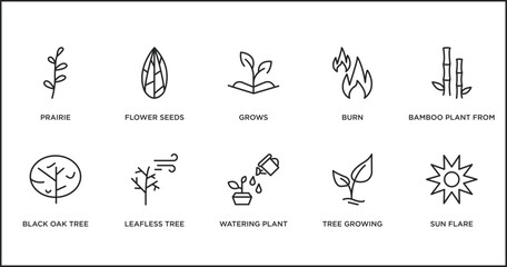Fototapeta na wymiar nature outline icons set. thin line icons such as grows, burn, bamboo plant from japan, black oak tree, leafless tree, watering plant, tree growing vector.