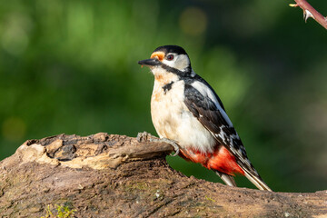 Buntspecht (Dendrocopos major)