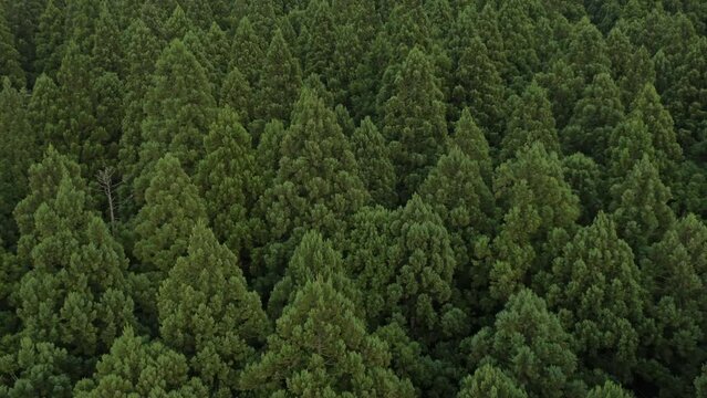 ドローン映像：一面に杉が生えた山