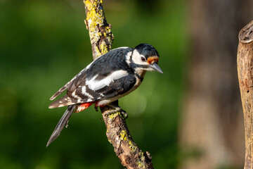 Buntspecht&nbsp;(Dendrocopos major)