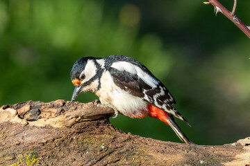Fototapeta premium Buntspecht&nbsp;(Dendrocopos major)