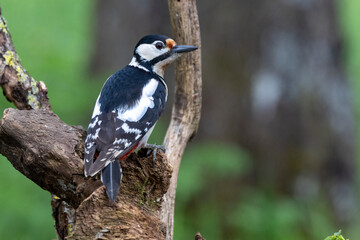 Buntspecht (Dendrocopos major)