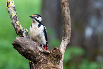 Buntspecht (Dendrocopos major)