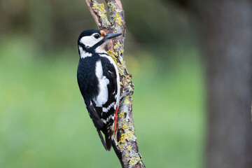 Buntspecht (Dendrocopos major)