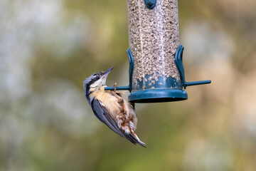 Kleiber (Sitta europaea)