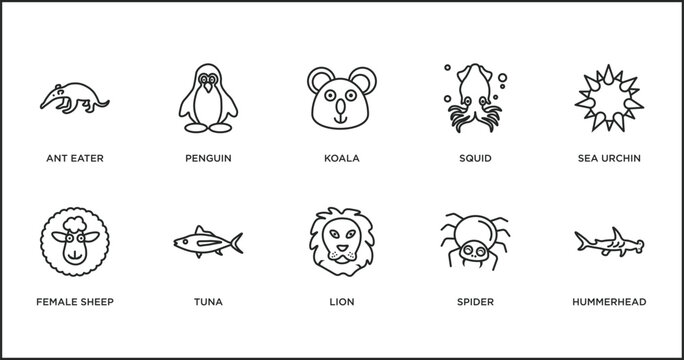 animals outline icons set. thin line icons such as koala, squid, sea urchin, female sheep, tuna, lion, spider vector.