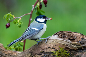 Kohlmeise (Parus major)