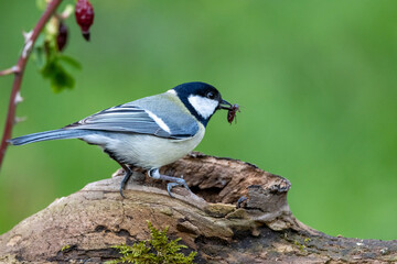 Kohlmeise (Parus major)