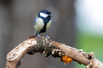 Kohlmeise (Parus major)