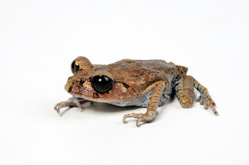 Hasselt's Toad // Javakröte, Hasselts Wurffrosch  (Leptobrachium hasseltii)