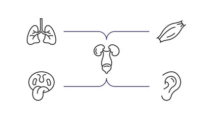 human body parts outline icons set. thin line icons such as human lungs, muscle fiber, excretory system, tonsil, ear lobe side view vector.