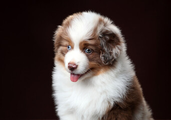 Fototapeta premium Cute fluffy miniature american shepherd puppy