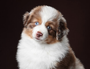Cute fluffy miniature american shepherd puppy