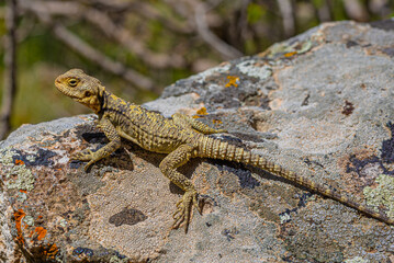 Painted dragon reptile Stellagama Stellio Brachydactyla on a rock, mimicry