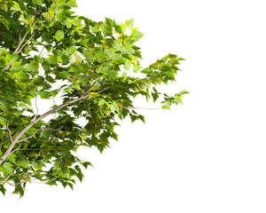 Green leaves isolated on white