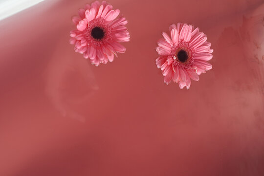 Close-up view of pink gerbera flowers lying on pink water surface in bathtub, human hand barely seen underneath 