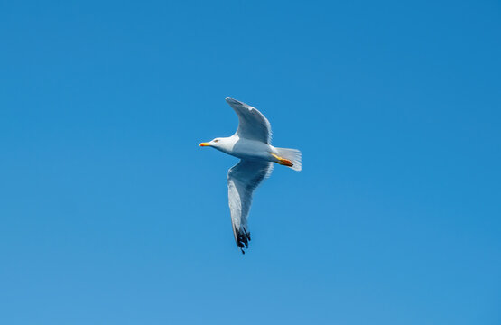 Seagull flying on clear blue sky