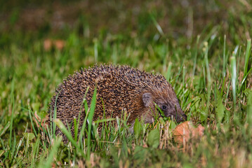 A hedgehog hide in the garden.Hedgehog looking for food.Wildlife in Europe.West european hedgehog,rinaceus europaeus,on a green meadow.Summer night.Closeup.