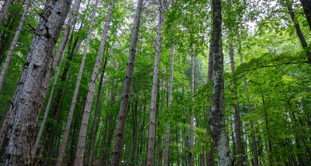 Fototapeta na wymiar Dense forest with tall trees and green leaves
