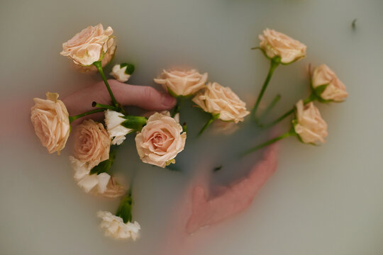 Directly above view of human hands holding pale orange roses in cloudy water in bathtub