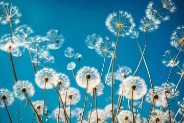 Fotobehang Gras beautiful view of waterdrop on blue dandelion in the sun   Created using generative AI tools