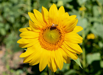 A close-up of a blooming sunflower with a bee on it