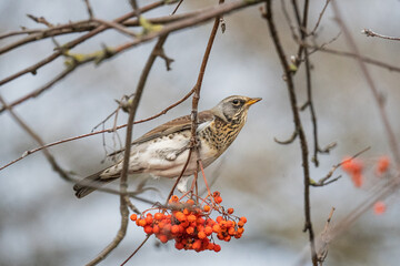 Bird thrush fieldfare sits on rowan berries