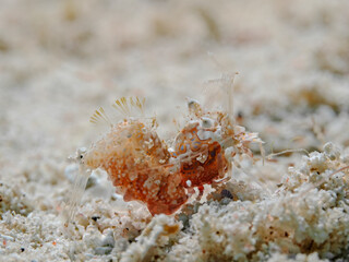 Simple Tiger Shrimp, Einfache Hummelgarnele (Phyllognathia simplex)