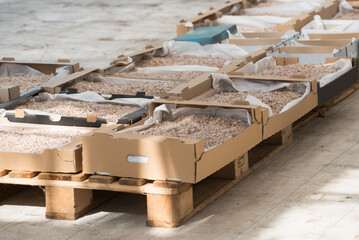 Seeds protected by outer covering