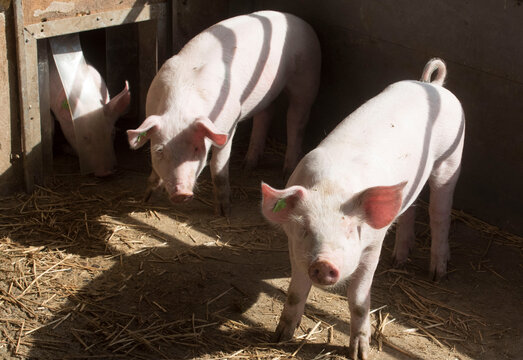 Young Pigs Or Piglets On A Farm