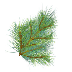 Pine branch digital watercolor style illustration isolated on white background. Cedar tree, conifer hand drawn. Element for Christmas design, invitation, card, 2023 new year design, holiday print