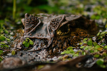 Caiman head in the water