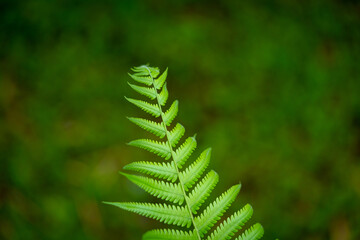 Nature view of green leaves and background. abstract green texture, nature background, tropical leaf, Beautiful fresh green leaves highlighted by the sun, plant has a beautiful expressive structure