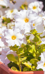 Fototapeta na wymiar White flowers in nature.Close-up