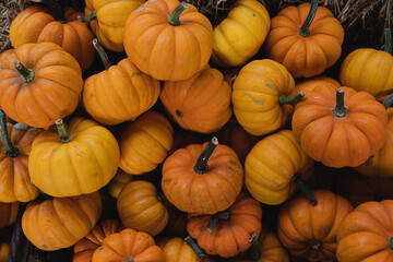 Lots of colourful orange pumpkins. Autumn fall seasonal pattern composition