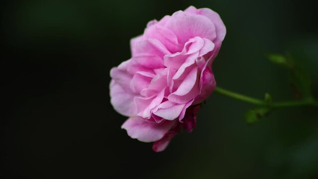 Pink rose flower nature garden. Rose flower. Flower blooms. Wedding flower. Home garden.