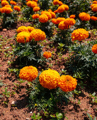 Orange flowers grow in a park in a flower bed