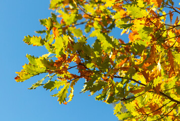 Autumn oak leaves against the blue sky. Nature