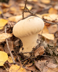 Puffball mushroom grows in the autumn forest. Close-up