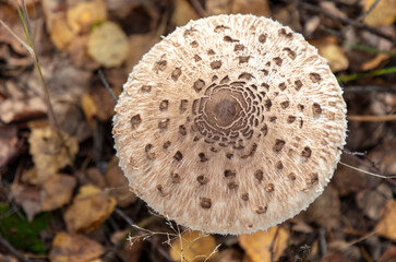Mushrooms umbrellas grow in the autumn forest. Close-up