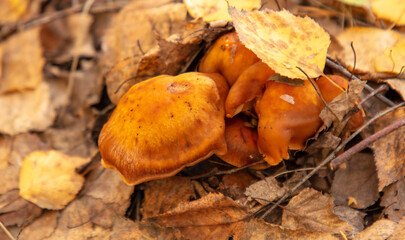 Honey mushrooms grow in the autumn forest. Close-up