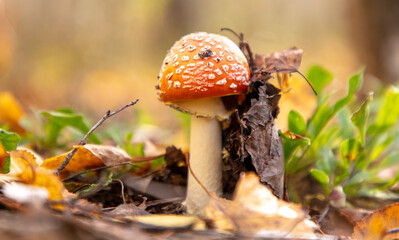 Amanita mushrooms grow in the autumn forest. Close-up