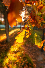 Autumn oak leaves in the park. Nature.