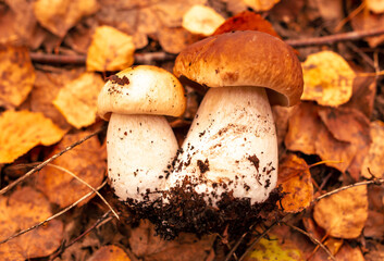 Boletus mushrooms grow in the autumn forest. Close-up