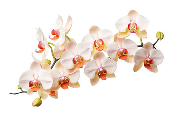 photorealistic close-up of orchids on white background isolated PNG