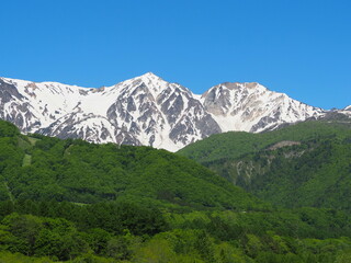 Naklejka premium 新緑の森と残雪の北アルプス