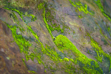 beautiful green moss on the ground, Beautiful bright green moss growing covering rough rocks and on forest floor